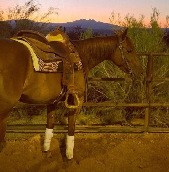 Iskanje mladoletne osebe s konjem