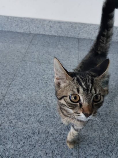 FOTO: Na koncu se je vse srečno končalo, zahvala gre policistom in dobrim ljudem