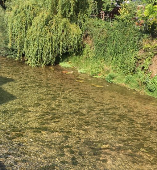 V Vipavi opazili poginule ribe, stekla je akcija