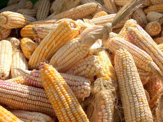 Strašna nesreča pri ličkanju koruze: 7 poškodovanih