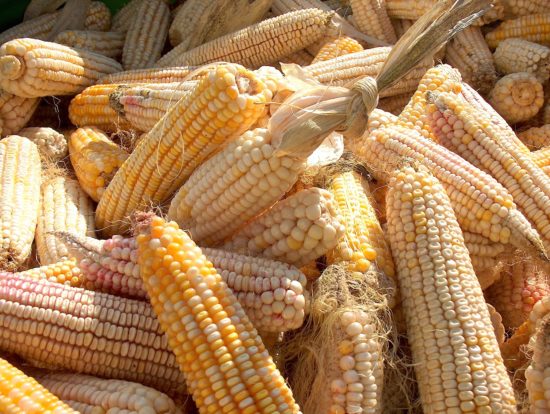 Strašna nesreča pri ličkanju koruze: 7 poškodovanih