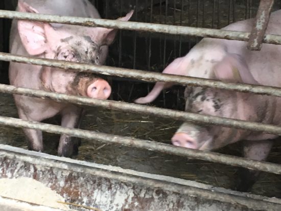 Gasilci reševali večje število prašičev