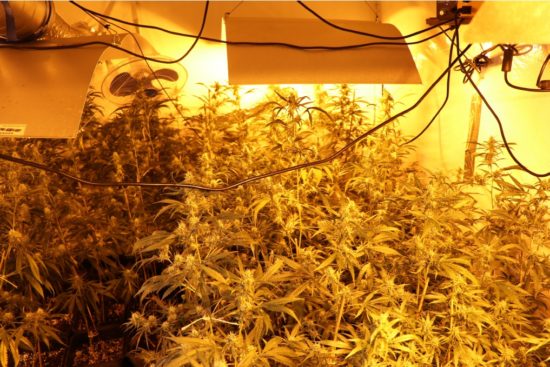 FOTO: To so zasegli kriminalisti, vrednost kar 44 tisočakov