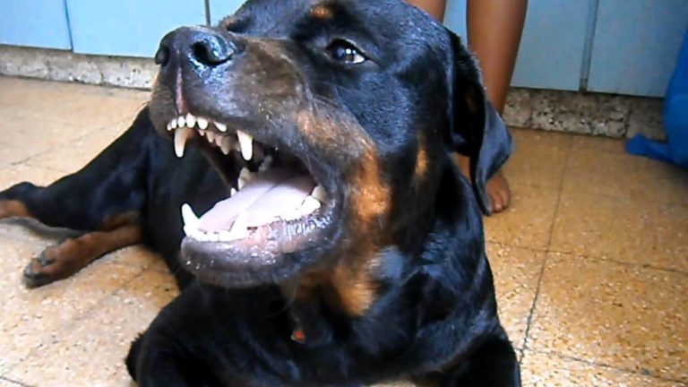 Domačinko sredi ceste napadla rotwailerja