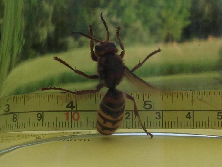 Delal je, ko so ga napadli sršeni