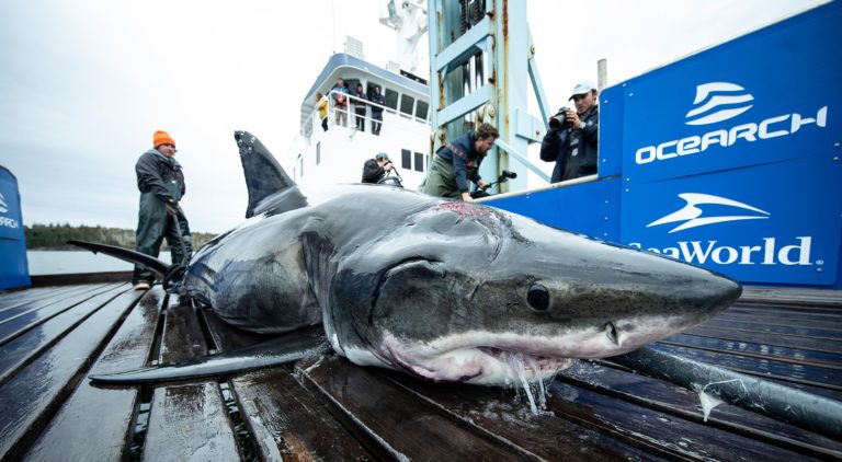FOTO: Kaj je v glavo ugriznilo velikega belega morskega psa!?