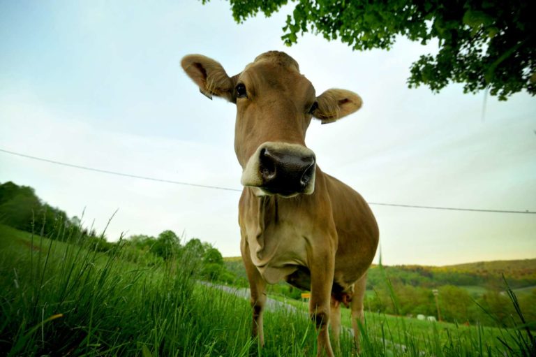 Pohodnico streslo ob stiku z električnim pastirjem tako močno, da je padla in se poškodovala