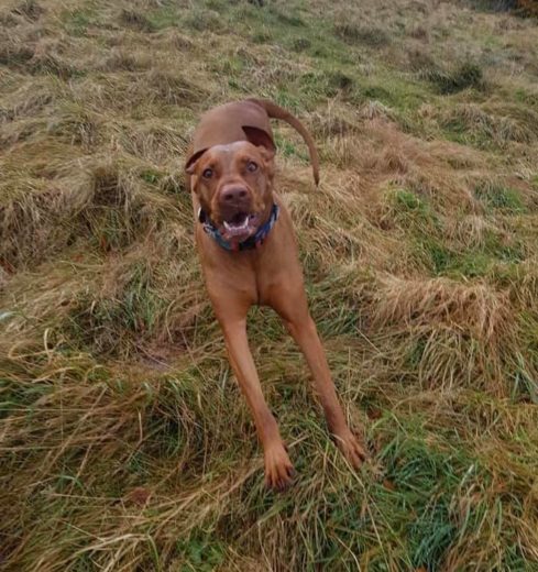 Pes ni bil na vrvici, ukrepala je policija