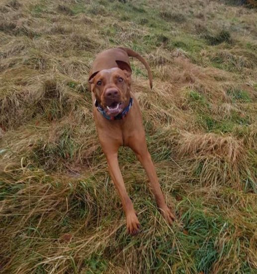 Pes ni bil na vrvici, ukrepala je policija