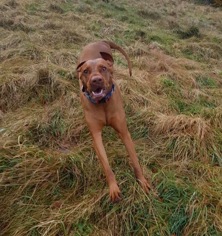 Pes ni bil na vrvici, ukrepala je policija