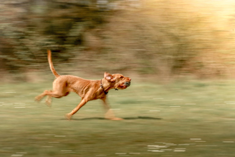 Drugi ukrep zaradi psa v štirih dneh, policija opozarja, kaj je potrebno upoštevati doma