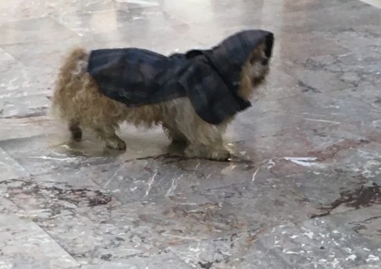 Deževalo bo vse do jutri, Arso o debelenju snežne odeje