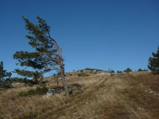 Jugozahodnik divja, Arso napoveduje, kdaj bo veter oslabel