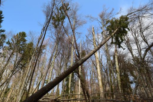 Smreka se je zrušila na avto, v njem pa človek