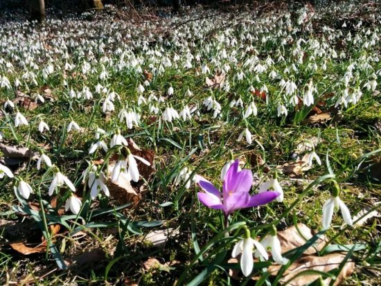 Ste videli napoved za vikend? Diši po pomladi