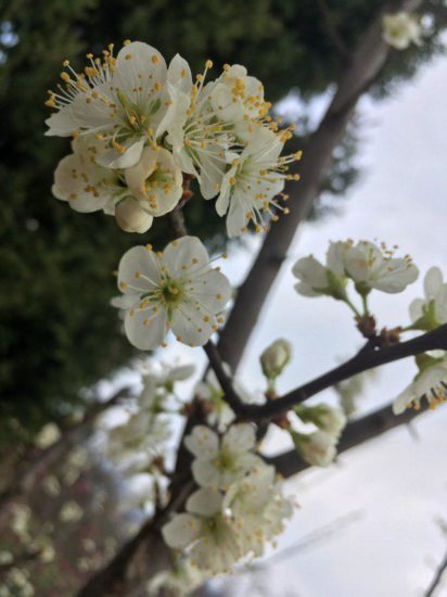 Pri Arsu opozarjajo, da utegne narava pokazati svojo moč in škoditi – grozi pozeba