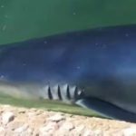 VIDEO: Letos bo kopanje zanimivo? Dva metra dolg morski pes priplaval do obale Crikvenice