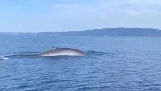 VIDEO: Kakšni veličastni prizori! Spet so posneli kite na Jadranu