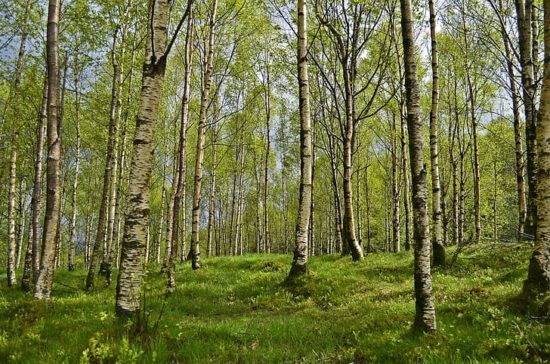 Temperature do 24 °C, pri preobčutljivih za cvetni prah breze lahko nastopijo navzkrižne reakcije s sorodnimi alergeni cvetnega prahu dreves