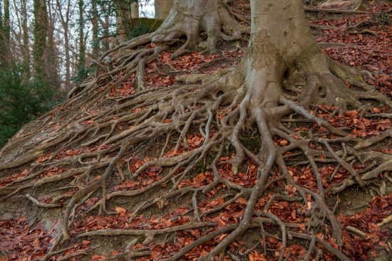 Ženska se oprijela korenine, a mož je žal ni mogel ujeti