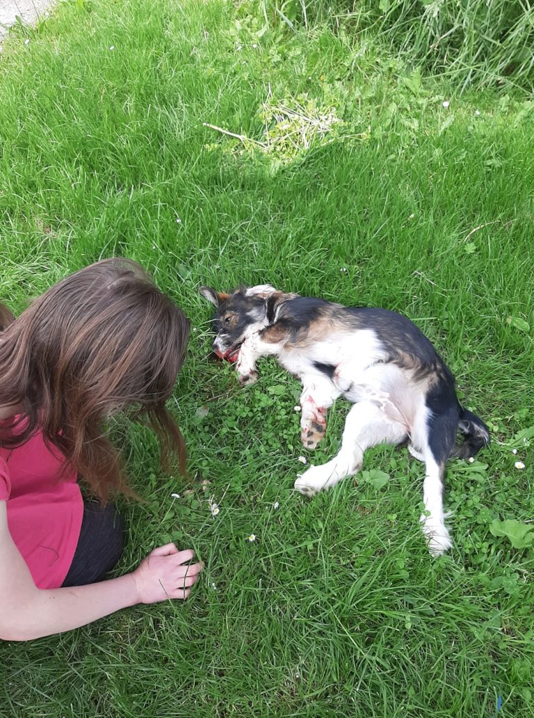 Ga kdo prepozna? Tako hladnokrvno je ubil psičko deklice