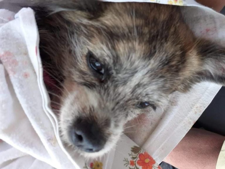 Prestrašno! Psičko, težko 5 kg, “zelo milo in nežno,” našli z odrezami vsemi štirimi tačkami