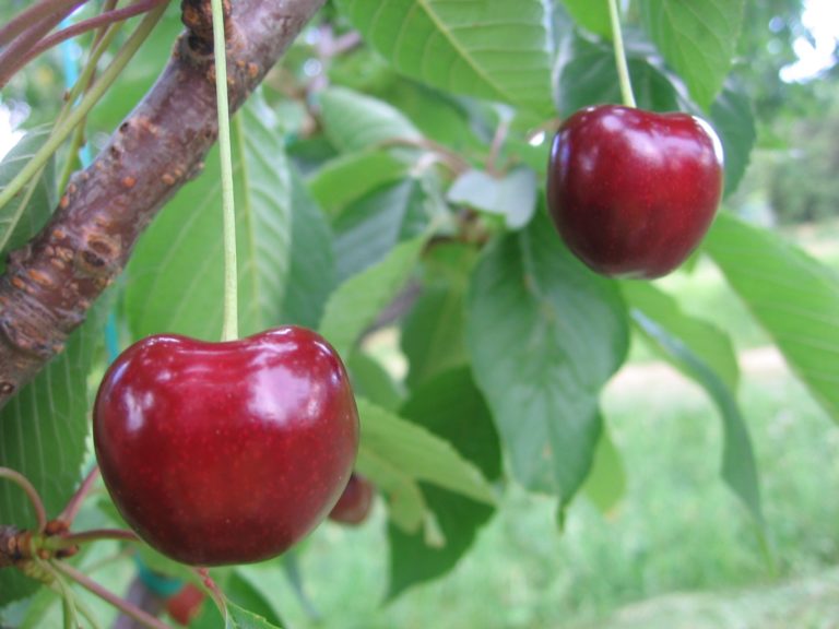 Padel s češnje, umrl na mestu