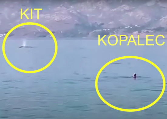 VIDEO: Osupljivi prizori z Jadrana: S kopalci plava tudi kit