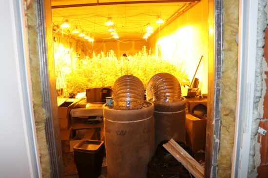 FOTO: Ljubljančanu zasegli za milijon evrov konoplje