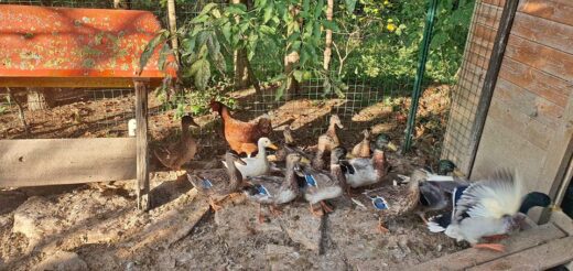 Usodni požar: poginile kokoši, race in gosi