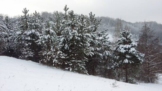 V snegu v občini Trbovlje negibna ženska