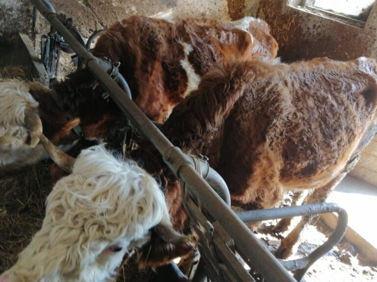 Šek in Lisko hirala v lastnih iztrebkih, vzeti ju niso želeli niti mesarji