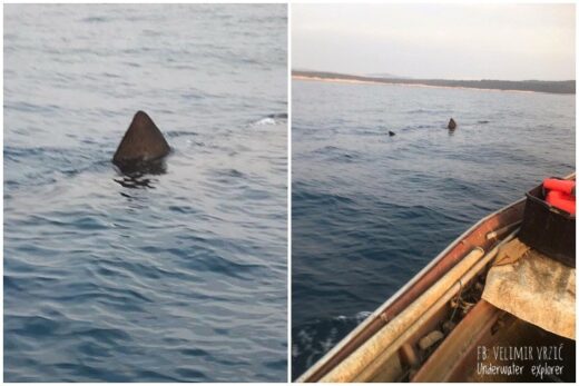 Redek prizor v morju v bližini Istre! Ribič posnel drugo največjo živo ribo na svetu