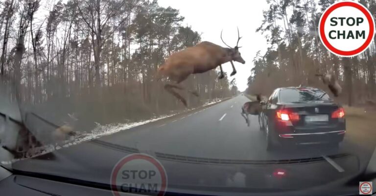 VIDEO: To pa je sreča: BMW se je komaj izognil trčenju s čredo jelenov