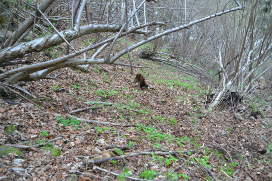Negiben v prepadu, izgubil je mnogo krvi
