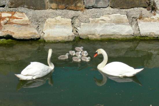 Na svet prišlo šest krasnih bitjec, ki pa so minulo noč izginili!