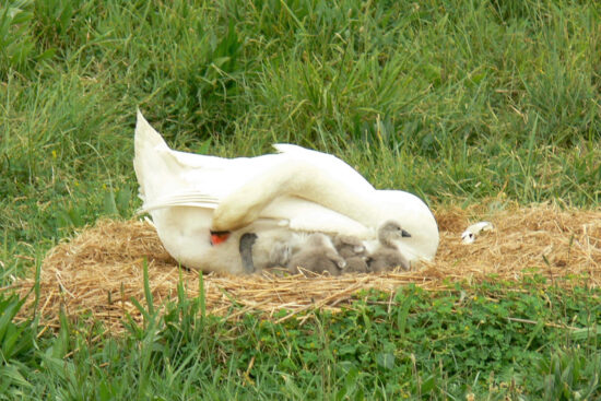 Zjutraj so bili še videni, potem pa izginili med 7. in 8. uro