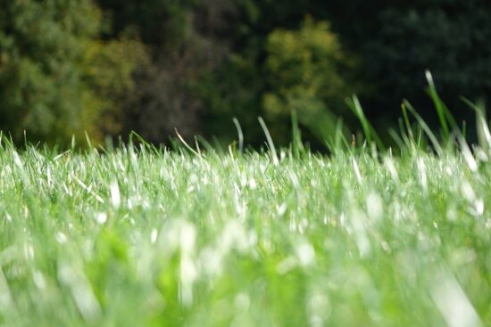 V Dobravi nabiral šparglje, sledilo šokantno odkritje