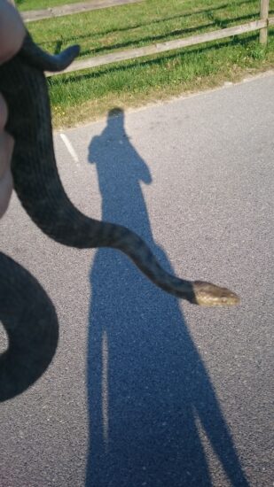 Iz stanovanja rešili kačo