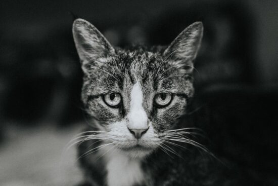 Družinsko nasilje zaradi mačke! Mamo odpeljal rešilec