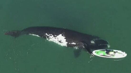 VIDEO: Fascinanten trenutek! Dron posnel, kaj je kit storil, ko je prišel do vodnega skuterja