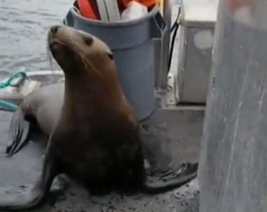 VIDEO: Morski lev je skočil na ladjo, da bi se rešil pred kiti, mnogi zgroženi nad reakcijo ženske na krovu