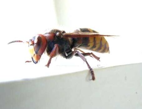 V gozdu ga je pičil sršen, umrl v bolnišnici