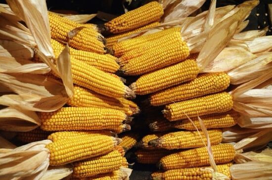 Grozljiva nesreča, roka končala v stroju za ličkanje koruze