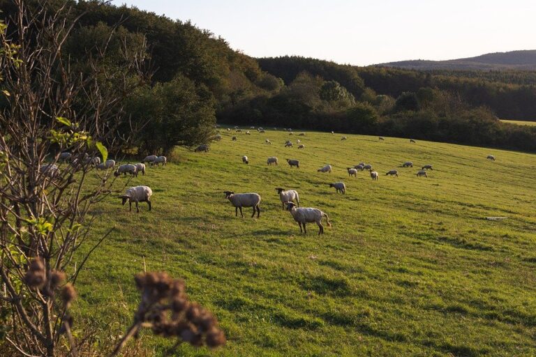 Iz ograjenega pašnika ga je odpeljala neznano kam