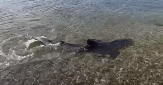 Šok na Hrvaškem, morski pes viden že na drugi lokaciji: Verjetno je to samica, ki z mladiči plava v plitvini