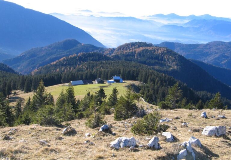 Med sestopom iz Planine Kofce jo je pičila osa, žal je sledila reakcija